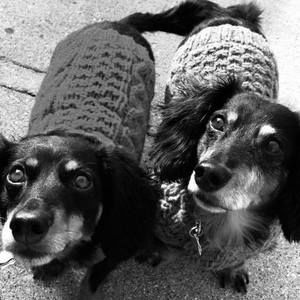 Meet your Posher, Darcy